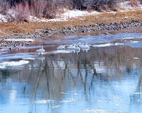 Swans On Colorado River